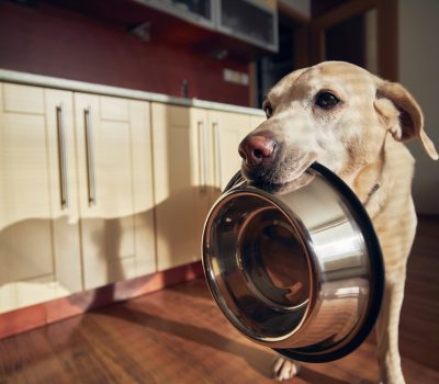 Cute labrador retriever is holding dog bowl in his mouth in home kitchen. Hungry dog with sad eyes is waiting for feeding in morning light.