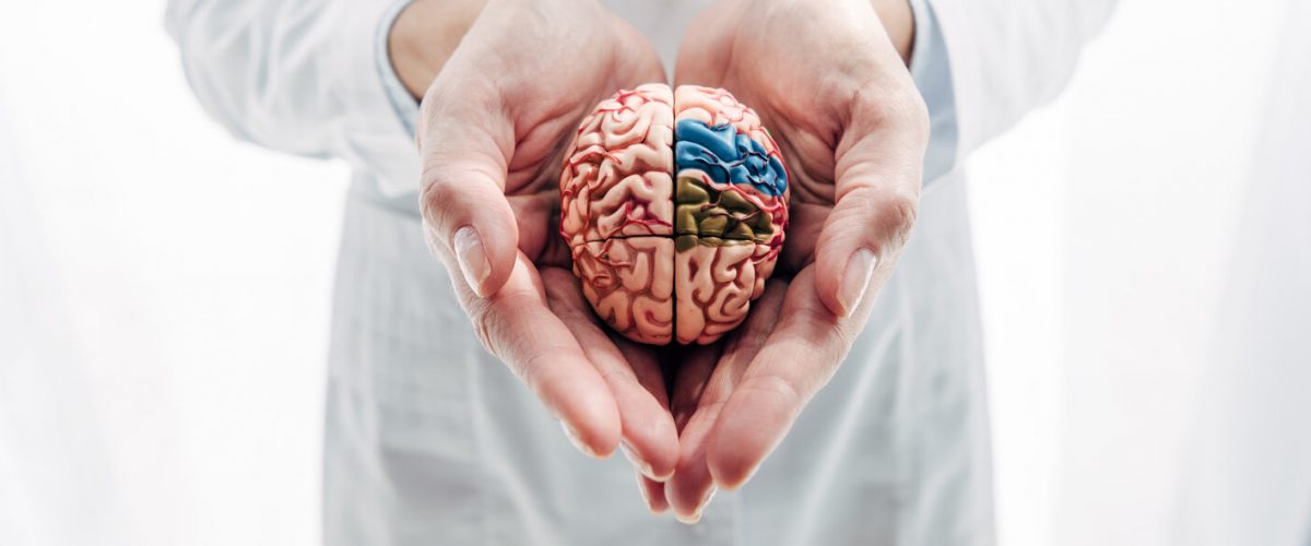 panoramic shot of doctor holding model of brain in clinic